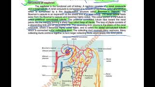 Structure of Nephron 12th biology biology 12th nephron renaltubule corpuscle [upl. by Sokin]