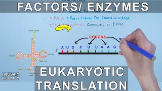 Transcription in eukaryotes  Chromatincentric view of transcription  RNA pol II transcripts [upl. by Uot939]