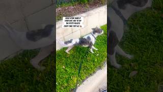 he’s a brand new man dog funny fypシ゚viral fypage fyp fypyoutube fypシ゚ short reel [upl. by Alonzo]