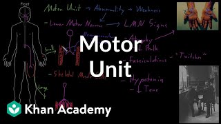 Motor unit  Organ Systems  MCAT  Khan Academy [upl. by Sansbury]