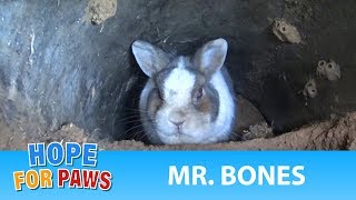 A rescue at the cemetery reveals a beautiful bunny under a grave wildlife [upl. by Nohj]