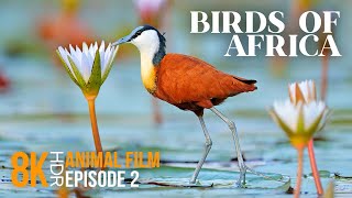 Amazing World of Exotic African Water Birds  8K HDR Wildlife Documentary Film  Episode 2 [upl. by Merla]