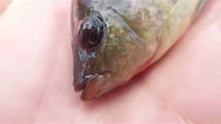 Using Cichlids for Tarpon Bait WATCH END [upl. by Dorreg]