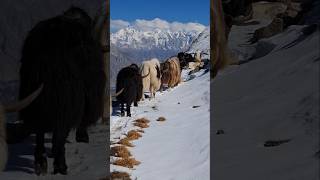 Mountain Animal Yaks  shorts shortsfeed highlands nature [upl. by Shannah]