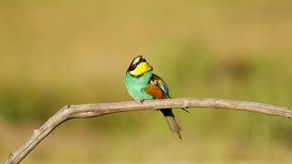 Bee eater in Spain [upl. by Sallad513]