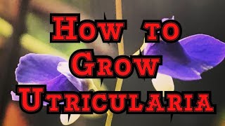 How to Grow Utricularia The must have Carnivorous plants that blooms like an orchid [upl. by Elocal650]