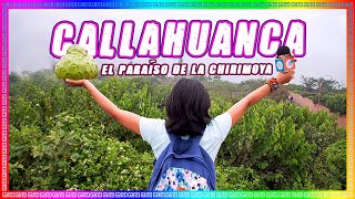 CALLAHUANCA I El paraíso de las chirimoyas I ¿Cómo llegar desde Lima TRAVELERAS [upl. by Mighell900]