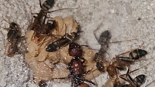 ant colonys camponotus socius pheidole dentata pheidole megacolph geminata [upl. by Regnig]