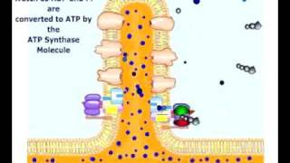 atpsynthesischemiosmotic Phosphorylation [upl. by Latimore]