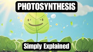 How Does Photosynthesis Work A Simple Explanation [upl. by Ymrots]