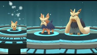 Lillipup evolution into Herdier and Stoutland in Pokemon GO  Trainer Ari [upl. by Clancy]