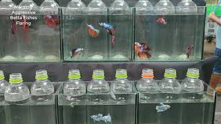 Stunning Betta Fish at Chatuchak Market Nemo Koi Multicolored Halfmoons amp More [upl. by Idoj]