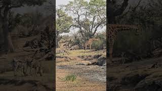 Zebras grazing and Giraffe browsing in Kruger Park wildlife krugersafari nature photography [upl. by Airoled]