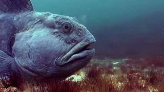 Freediving with Wolffish [upl. by Monro28]