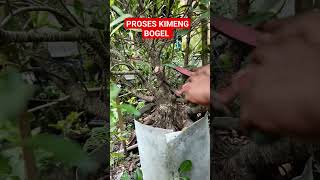 PROSES KIMENG BOGEL bonsai bonsaikimeng bonsaiindonesia kimeng bonsaitree bonsai bonsaii [upl. by Intyre236]