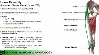 Tensor Fascia Latae TFL  Clinical Anatomy amp Physiology [upl. by Snook]