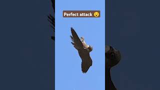 Peregrine falcon attacks pelicans shorts falconattack fypシ゚viral foryoupageofficial [upl. by Notslah]