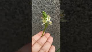 Tiny flowers of Albuca bracteata nature flowers shorts [upl. by Minsat]