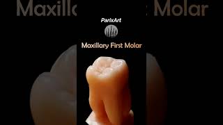 Maxillary First Molar Carving  ParixArt tutorial toothcarving maxillarycentral bds [upl. by Hoeve243]