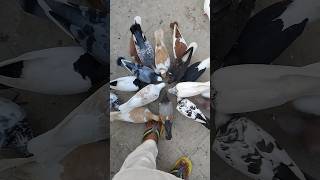 Kabotar Bazi Video ❤️💫 youtube pigeon kabutar shorts love whatsapp viral [upl. by Hannavas]