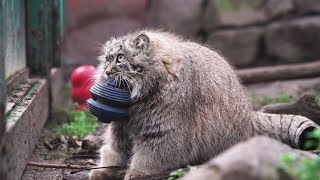 Pallass cat💖💖manul is playing with toys😸😸😸 [upl. by Amerigo]