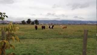 Teaching Horses to Accept Gun Fire Shooting Guns Lecture Sacking Out Rick Gore Horsemanship [upl. by Anna-Maria]