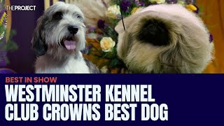 147th Westminster Kennel Club Dog Show Crowns Buddy Holly As Best In Show [upl. by Jarita910]