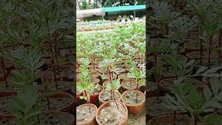 Seedlings plant available [upl. by Daigle926]