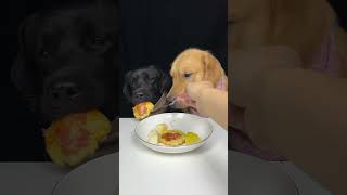 My Labrador Brother Is A Picky Eater Golden and Labrador Cute Pet Debut Plan [upl. by Pollak]