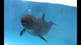 False Killer Whale Training Demonstration at Okinawa Churaumi Aquarium オキゴンドウトレーニング [upl. by Anelas]