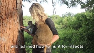 Baby Vervet Monkey Release to the Wild featuring Dr Jane Goodall [upl. by Aihseya362]