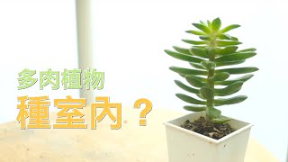 【多肉新手必看】多肉植物可以種在室內嗎？直接拍給你看【威霖TV】Can succulents be grown indoors [upl. by Lajib]