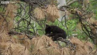 Fuzzy Bear Cubs Play In The TreeTops  Natural World The Last Grizzly Of Paradise Valley  BBC Two [upl. by Dugaid]