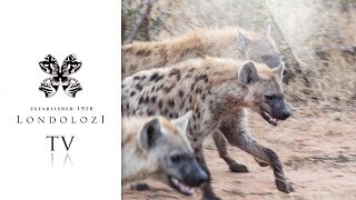 Hyena Clans Clash  Londolozi TV [upl. by Melvina]