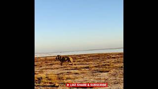 🦁 Amboseli national Park🇰🇪lion shorts shortsfeed viralshort shots naturewildlife ytshorts [upl. by Blumenfeld]