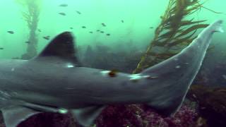 La Jolla Cove Sharks [upl. by Sasnett449]