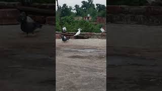 Kalsira for shok kolkata pigeon brids [upl. by Yoccm]