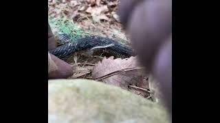 Black Kingsnake got tangled up in landscape mesh [upl. by Ycnej]