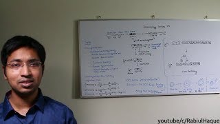 Immunology Lecture 04 Antibodies Part 2 HD Somatic Recombination amp Class Switching [upl. by Liban]