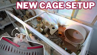 My Hamsters NEW Cage Setup [upl. by Prue204]