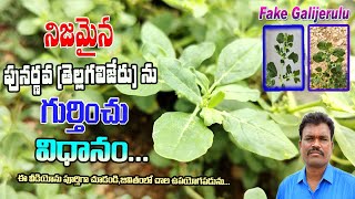 నిజమైన పునర్నవ తెల్లగలిజేరును గుర్తించు విధానంoriginal PunarnavaTellagalijeru In Telugu Videos [upl. by Erehs]