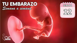 ❤️ Semana 12 de embarazo 🤰 Síntomas consejos y desarrollo del bebé  El embarazo semana a semana [upl. by Llerred713]