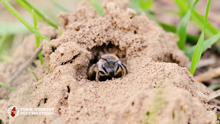 Unleashing the Secret World of Ground Bees [upl. by Herald]