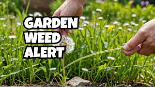 Beware of These Common Garden Weeds [upl. by Lidstone]