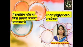 Triacylglycerol Synthesis The Metabolic Process You Need to Know [upl. by Itsud]