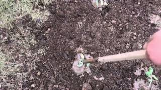 How to plant plants rototill the ground with a pressure washer Hydrotilling Farm garden flowerbeds [upl. by Sidwell]