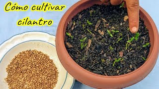 pasos para cultivar cilantro en macetas super facil 🌱🌱 [upl. by Suoivatram]