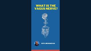 What is The Vagus Nerve  Vagus Nerve Exercises  How to Stimulate the Vagus Nerve  by Jim Donovan [upl. by Drofhsa394]