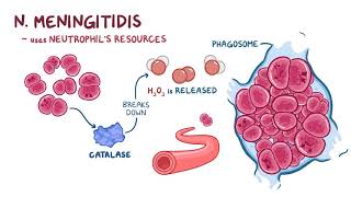 Não mô cầuNeisseria meningitidis causes symptoms diagnosis treatment pathology subviet [upl. by Stanwin399]