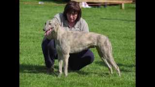 BampBM Hunt Terrier amp Lurcher Show 2014 [upl. by Eitra]